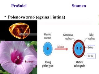 Prašnici Stamen

Polenovo zrno (egzina i intina)
 