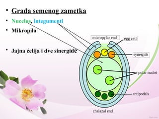 
Građa semenog zametka

Nucelus, integumenti

Mikropila

Jajna ćelija i dve sinergide
 