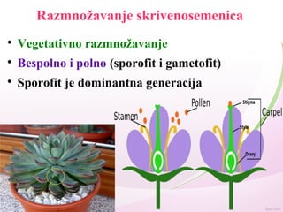 Razmnožavanje skrivenosemenica

Vegetativno razmnožavanje

Bespolno i polno (sporofit i gametofit)

Sporofit je dominantna generacija
 
