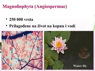 Magnoliophyta (Angiospermae)

250 000 vrsta

Prilagođene na život na kopnu i vodi
Water lily
 