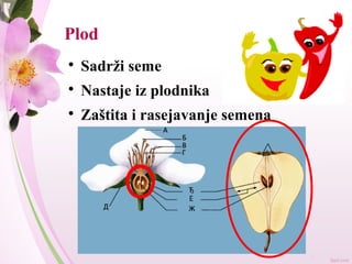 Plod

Sadrži seme

Nastaje iz plodnika

Zaštita i rasejavanje semena
 