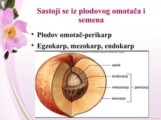 Sastoji se iz plodovog omotača i
semena

Plodov omotač-perikarp

Egzokarp, mezokarp, endokarp
 
