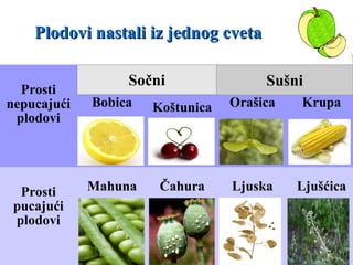 Prosti
nepucajući
plodovi
Bobica Koštunica Orašica Krupa
Prosti
pucajući
plodovi
Mahuna Čahura Ljuska Ljušćica
Plodovi nastali iz jednog cvetaPlodovi nastali iz jednog cveta
Sočni Sušni
 