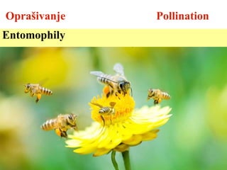 Oprašivanje Pollination
Entomophily
 
