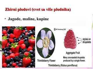 Zbirni plodovi (cvet sa više plodnika)Zbirni plodovi (cvet sa više plodnika)
Jagode, maline, kupine
 