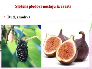 Složeni plodovi nastaju iz cvastiSloženi plodovi nastaju iz cvasti
Dud, smokva
 