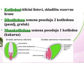 KotiledoniKotiledoni-klicini listovi, skladišta rezervne-klicini listovi, skladišta rezervne
hranehrane
DikotiledonaDikotiledona semena poseduju 2 kotiledonasemena poseduju 2 kotiledona
(pasulj, grašak)(pasulj, grašak)
MonokotiledonaMonokotiledona semena poseduju 1 kotiledonsemena poseduju 1 kotiledon
(kukuruz)(kukuruz)
 