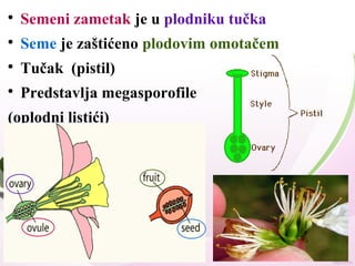 
Semeni zametak je u plodniku tučka

Seme je zaštićeno plodovim omotačem

Tučak (pistil)

Predstavlja megasporofile
(oplodni listići)
 