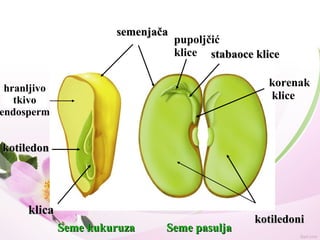 kotiledonkotiledon
kotiledonikotiledoni
stabaoce klicestabaoce klice
klicaklica
semenjačasemenjača
Seme kukuruzaSeme kukuruza Seme pasuljaSeme pasulja
korenak
klice
pupoljčić
klice
hranljivo
tkivo
endosperm
 