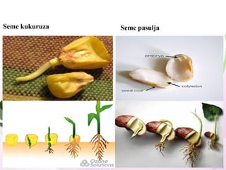 Seme kukuruza Seme pasulja
 
