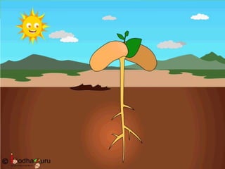 Razdeo skrivenosemenica