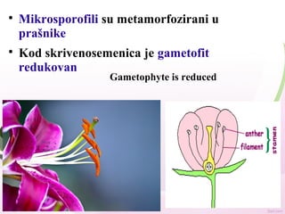 
Mikrosporofili su metamorfozirani u
prašnike

Kod skrivenosemenica je gametofit
redukovan
Gametophyte is reduced
 