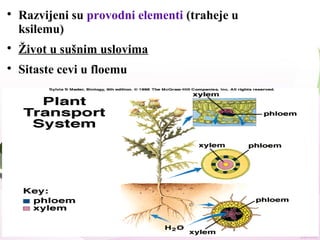 
Razvijeni su provodni elementi (traheje u
ksilemu)

Život u sušnim uslovima

Sitaste cevi u floemu
 