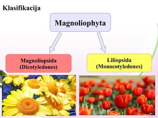 Klasifikacija
Magnoliophyta
Magnoliopsida
(Dicotyledones)
Liliopsida
(Monocotyledones)
 