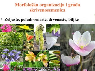 Morfološka organizacija i građa
skrivenosemenica

Zeljaste, poludrvenaste, drvenaste, biljke
 