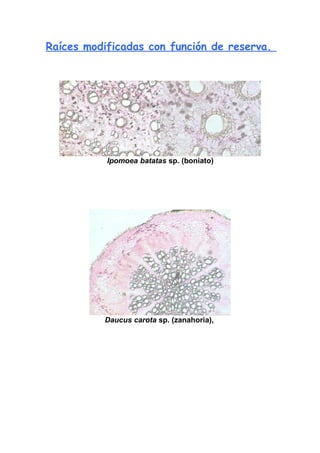 RaíZenelmicroscopio