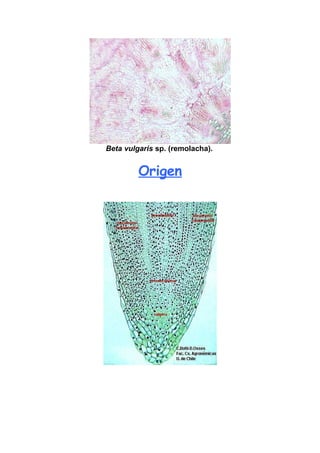 RaíZenelmicroscopio