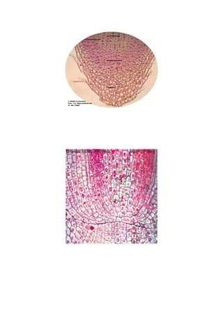 RaíZenelmicroscopio