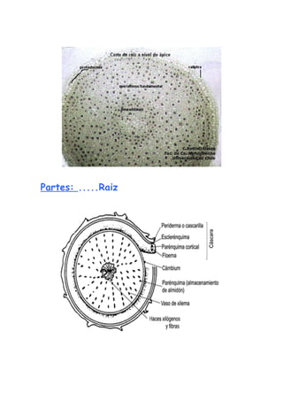 RaíZenelmicroscopio