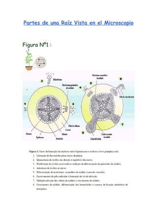 RaíZenelmicroscopio
