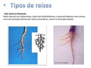 - Raiz Axial ou Pivotante
Neste tipo de raiz subterrânea, típico das dicotiledôneas, é possível detectar com clareza
uma raiz principal distinta das raízes secundárias, como na ilustração abaixo:

 
