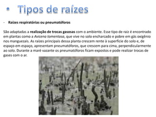 - Raízes respiratórias ou pneumatóforos
São adaptadas a realização de trocas gasosas com o ambiente. Esse tipo de raiz é encontrado
em plantas como a Avicena tomentosa, que vive no solo encharcado e pobre em gás oxigênio
nos manguezais. As raízes principais dessa planta crescem rente à superfície do solo e, de
espaço em espaço, apresentam pneumatóforos, que crescem para cima, perpendicularmente
ao solo. Durante a maré vazante os pneumatóforos ficam expostos e pode realizar trocas de
gases com o ar.

 