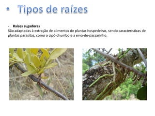 - Raízes sugadoras
São adaptadas à extração de alimentos de plantas hospedeiras, sendo características de
plantas parasitas, como o cipó-chumbo e a erva-de-passarinho.

 