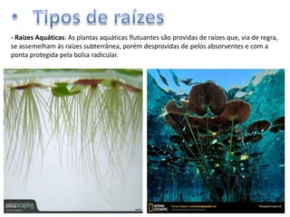 - Raízes Aquáticas: As plantas aquáticas flutuantes são providas de raízes que, via de regra,
se assemelham às raízes subterrânea, porém desprovidas de pelos absorventes e com a
ponta protegida pela bolsa radicular.

 
