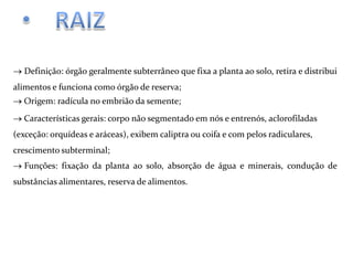 Definição: órgão geralmente subterrâneo que fixa a planta ao solo, retira e distribui
alimentos e funciona como órgão de reserva;
Origem: radícula no embrião da semente;
Características gerais: corpo não segmentado em nós e entrenós, aclorofiladas
(exceção: orquídeas e aráceas), exibem caliptra ou coifa e com pelos radiculares,
crescimento subterminal;
Funções: fixação da planta ao solo, absorção de água e minerais, condução de
substâncias alimentares, reserva de alimentos.

 