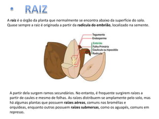 A raiz é o órgão da planta que normalmente se encontra abaixo da superfície do solo.
Quase sempre a raiz é originada a partir da radícula do embrião, localizado na semente.

A partir dela surgem ramos secundários. No entanto, é frequente surgirem raízes a
partir de caules e mesmo de folhas. As raízes distribuem-se amplamente pelo solo, mas
há algumas plantas que possuem raízes aéreas, comuns nas bromélias e
orquídeas, enquanto outras possuem raízes submersas, como os aguapés, comuns em
represas.

 