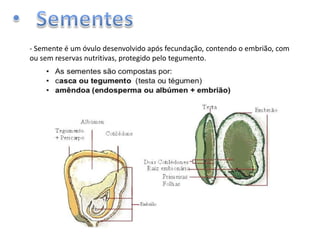 - Semente é um óvulo desenvolvido após fecundação, contendo o embrião, com
ou sem reservas nutritivas, protegido pelo tegumento.

 