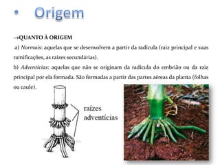 QUANTO À ORIGEM
a) Normais: aquelas que se desenvolvem a partir da radícula (raiz principal e suas
ramificações, as raízes secundárias).
b) Adventícias: aquelas que não se originam da radícula do embrião ou da raiz

principal por ela formada. São formadas a partir das partes aéreas da planta (folhas
ou caule).

 