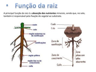 A principal função da raiz é a absorção dos nutrientes minerais, sendo que, no solo,
também é responsável pela fixação do vegetal ao substrato.

 