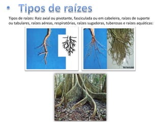 Tipos de raízes: Raiz axial ou pivotante, fasciculada ou em cabeleira, raízes de suporte
ou tabulares, raízes aéreas, respiratórias, raízes sugadoras, tuberosas e raízes aquáticas:

 