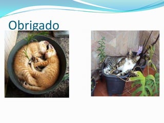 ÉticasO vegetarianismo está a alcançar cotas de popularidade desconhecidas e a cada dia se generaliza mais a convicção de que o estilo de vida vegetariano é o mais são, compassivo e com mais respeito pelo meio ambiente; no entanto, apesar da grande informação disponível aos consumidores, alertando para os perigos a que conduz o consumo de produtos de origem animal e das múltiplas vantagens de uma dieta isenta de carne, as pressões dos grandes interesses comerciais, políticos e religiosos, para manterem o estatuto de controlo das ideias e do capital dos seus potenciais clientes ou seguidores, continua a distorcer e a debilitar o enorme impacto social da mensagem vegetariana. Muitas pessoas consideram as razões éticas como as mais importantes para tornar-se vegetariano .