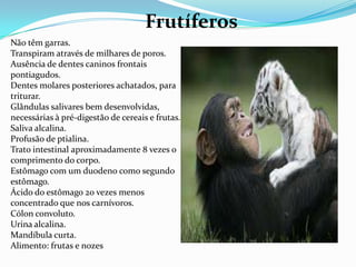 FrutíferosNão têm garras. Transpiram através de milhares de poros. Ausência de dentes caninos frontais pontiagudos. Dentes molares posteriores achatados, para triturar. Glândulas salivares bem desenvolvidas, necessárias à pré-digestão de cereais e frutas. Saliva alcalina. Profusão de ptialina. Trato intestinal aproximadamente 8 vezes o comprimento do corpo. Estômago com um duodeno como segundo estômago. Ácido do estômago 20 vezes menos concentrado que nos carnívoros. Cólon convoluto. Urina alcalina. Mandíbula curta. Alimento: frutas e nozes