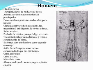 HomemNão tem garras. Transpira através de milhares de poros. Ausência de dentes caninos frontais pontiagudos. Dentes molares posteriores achatados, para triturar. Glândulas salivares bem desenvolvidas, necessárias à pré-digestão de cereais e frutas. Saliva alcalina. Profusão de ptialina, para pré-digerir cereais. Trato intestinal aproximadamente 7 vezes o comprimento do corpo. Estômago com um duodeno como segundo estômago. Ácido do estômago 20 vezes menos concentrado do que nos carnívoros. Cólon convoluto. Urina alcalina. Mandíbula curta. Alimento adequado: cereais, vegetais, frutas e nozes