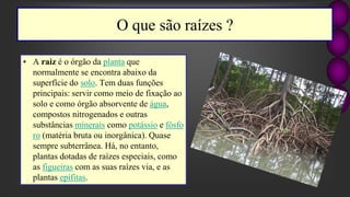 O que são raízes ?
• A raiz é o órgão da planta que
normalmente se encontra abaixo da
superfície do solo. Tem duas funções
principais: servir como meio de fixação ao
solo e como órgão absorvente de água,
compostos nitrogenados e outras
substâncias minerais como potássio e fósfo
ro (matéria bruta ou inorgânica). Quase
sempre subterrânea. Há, no entanto,
plantas dotadas de raízes especiais, como
as figueiras com as suas raízes via, e as
plantas epífitas.
 
