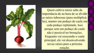 Quem cultiva raízes sabe da
importância de na hora de se dividir
as raízes tuberosas (para multiplicá-
las), manter um pedaço do caule em
cada pedaço replantado. Isso
porque sem um pedaço do caule
não é possível ter brotações.
Enquanto vai crescendo o caule
principal, ele vai desenvolvendo
novas raízes para a próxima
estação.
 