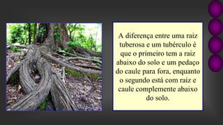 A diferença entre uma raiz
tuberosa e um tubérculo é
que o primeiro tem a raiz
abaixo do solo e um pedaço
do caule para fora, enquanto
o segundo está com raiz e
caule complemente abaixo
do solo.
 