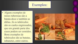 Exemplos:
• Alguns exemplos de
raízes tuberosas são a
batata-doce e também as
dálias. Já os tubérculos
são os caules engrossados,
que em grande parte dos
casos podem ser comidos.
Bons exemplos de
tubérculos são as batatas,
rabanetes, entre outros.
 