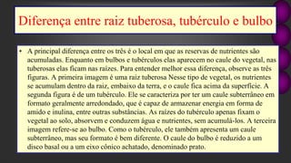 Diferença entre raiz tuberosa, tubérculo e bulbo
• A principal diferença entre os três é o local em que as reservas de nutrientes são
acumuladas. Enquanto em bulbos e tubérculos elas aparecem no caule do vegetal, nas
tuberosas elas ficam nas raízes. Para entender melhor essa diferença, observe as três
figuras. A primeira imagem é uma raiz tuberosa Nesse tipo de vegetal, os nutrientes
se acumulam dentro da raiz, embaixo da terra, e o caule fica acima da superfície. A
segunda figura é de um tubérculo. Ele se caracteriza por ter um caule subterrâneo em
formato geralmente arredondado, que é capaz de armazenar energia em forma de
amido e inulina, entre outras substâncias. As raízes do tubérculo apenas fixam o
vegetal ao solo, absorvem e conduzem água e nutrientes, sem acumulá-los. A terceira
imagem refere-se ao bulbo. Como o tubérculo, ele também apresenta um caule
subterrâneo, mas seu formato é bem diferente. O caule do bulbo é reduzido a um
disco basal ou a um eixo cônico achatado, denominado prato.
 