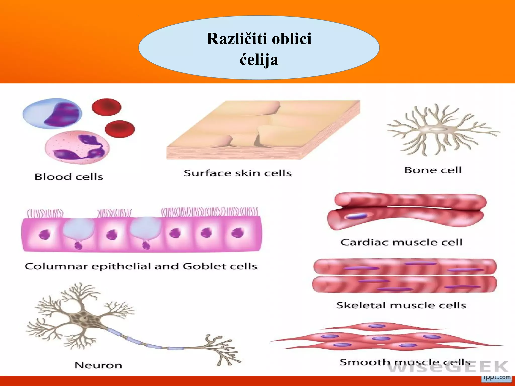 Razlike između biljne i životinjske ćelije | PPT