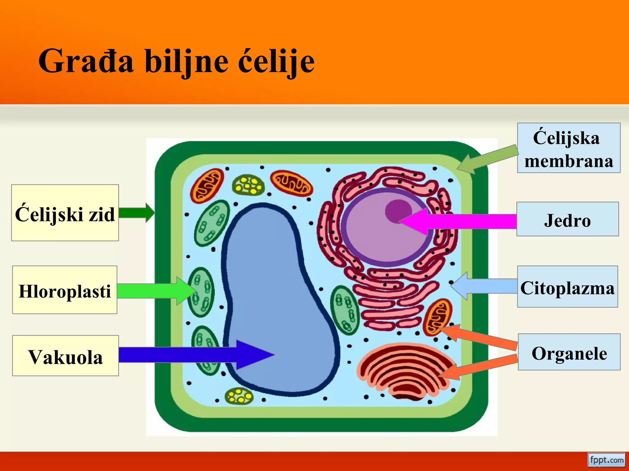 Razlike između biljne i životinjske ćelije | PPT