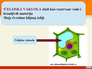 ĆELIJSKA VAKUOLA služi kao rezervoar vode i
hranljivih materija
Daje čvrstinu biljnoj ćeliji
Ćelijska vakuola
 
