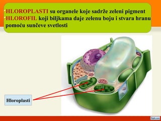 HLOROPLASTI su organele koje sadrže zeleni pigment
HLOROFIL koji biljkama daje zelenu boju i stvara hranu
pomoću sunčeve svetlosti
Hloroplasti
 