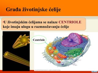 Građa životinjske ćelije
U životinjskim ćelijama se nalaze CENTRIOLE
koje imaju ulogu u razmnožavanju ćelije
Centriole
 