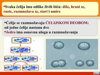 Svaka ćelija ima odlike živih bića: diše, hrani se,
raste, razmnožava se, stari i umire
Ćelije se razmnožavaju ĆELIJSKOM DEOBOM:
od jedne ćelije nastanu dve
Jedro ima osnovnu ulogu u razmnožavanju
 
