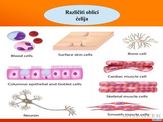 Različiti oblici
ćelija
 