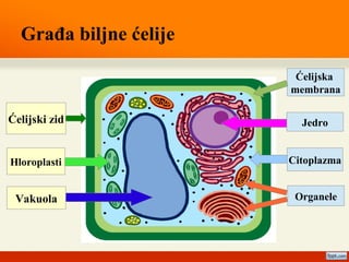Građa biljne ćelije
Ćelijski zid
Vakuola
Hloroplasti
Ćelijska
membrana
Jedro
Organele
Citoplazma
 